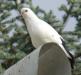 Выставка- ярмарка голубей в Россоши - последнее сообщение от Vik