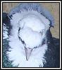 Патагонские голуби - последнее сообщение от Torkut