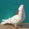Соревнование 2016 среди взрослых голубей - последнее сообщение от Санек Чертаново
