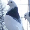 Международная выставка голубей в ЦСКА. - последнее сообщение от ZHUK