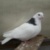 Дамасские голуби - последнее сообщение от Виктор Чебоксары