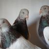 Защита голубят от болезней - последнее сообщение от кацо