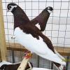 Продается Северокавказский голубь и голубка в придачу. - последнее сообщение от Луиза