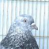Бескружные голуби - последнее сообщение от Наумыч