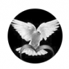 Высоколетные голуби Прикамья - последнее сообщение от Подольчанин