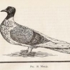Современные породы чистых голубей - последнее сообщение от Владимир 177