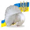 Выставка голубей в Киеве 18.02.2012г. - последнее сообщение от Олег