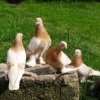 Выставка молодых голубей породы Моравский  багдет - последнее сообщение от LaAjustovi