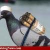 Из темы "Полет и бой узбекских голубей" - последнее сообщение от сизарь